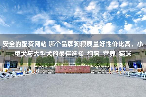 安全的配资网站 哪个品牌狗粮质量好性价比高，小型犬与大型犬的最佳选择_狗狗_营养_猫咪